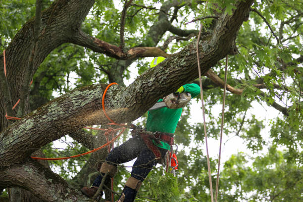 How Our Tree Care Process Works  in  Stuart, VA